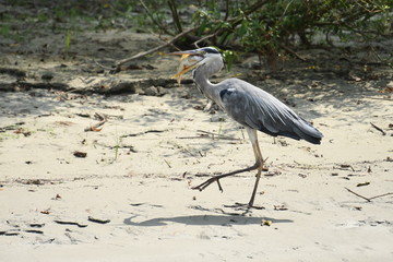 Fototapeta premium Grey Heron (Ardea cinerea) 