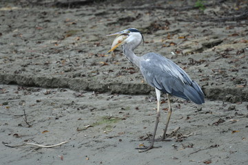 Grey Heron (Ardea cinerea) 
