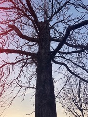 silhouette of bare tree on sky