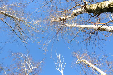 white birches against the blue sky