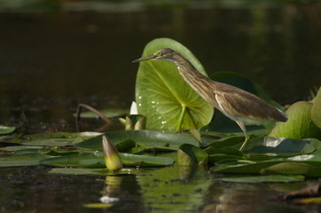 Squacco Heron (Ardeola ralloides) 