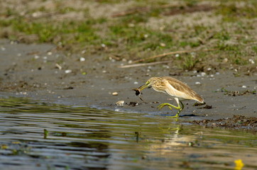 Squacco Heron (Ardeola ralloides) 