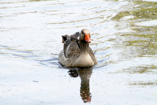 ducks