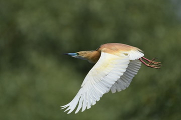 Squacco Heron (Ardeola ralloides) 