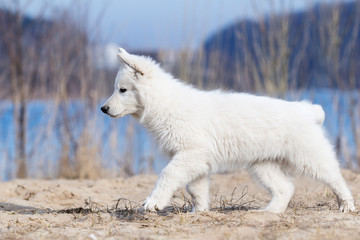 active white swiss shepherd puppy on the beach