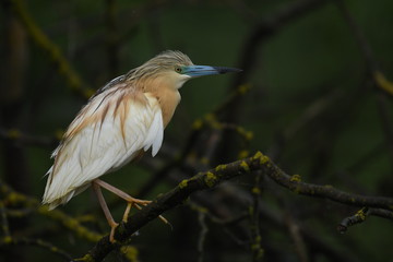Squacco Heron (Ardeola ralloides) 