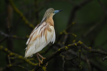 Squacco Heron (Ardeola ralloides) 