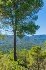 Obraz premium A lone tree on a hill overlooking the green forested hills and mountains in the background