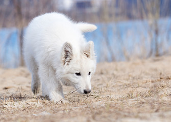 active puppy running breed white swiss shepherd