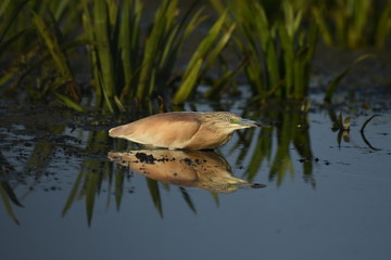 Squacco Heron (Ardeola ralloides) 