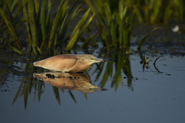 Squacco Heron (Ardeola ralloides) 