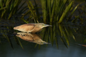 Squacco Heron (Ardeola ralloides) 