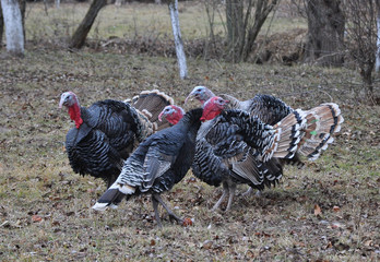 Homemade turkeys are grazed in the garden