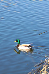 duck in the pond