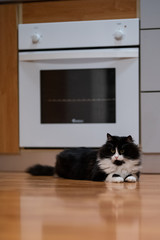 Cute adorable cat laying in front of the oven in the kitchen area. Perfect pet for a cozy apartment