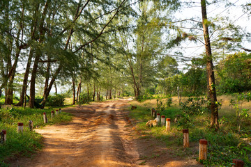 path in the park
