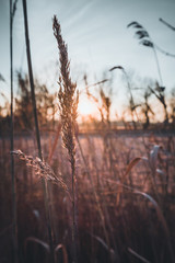 backdrop of ripening ears of yellow wheat field on the sunset cloudy orange sky background.