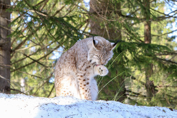 Luchs