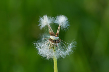 Löwenzahn (Taraxacum sect. Ruderalia)