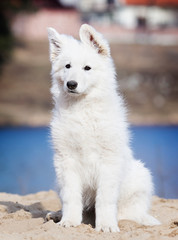 puppy breed white swiss shepherd