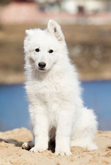 puppy breed white swiss shepherd