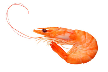 one shrimp isolated on a white background. top view