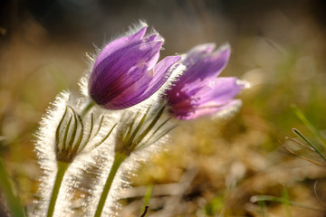 Zwei Küchenschellen (Pulsatilla) im Gegenlicht