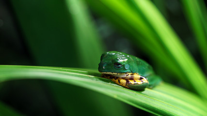 Tired Frog