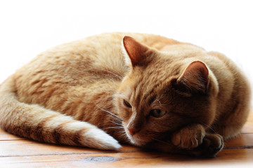 Red ginger tabby cat resting on a wooden surface