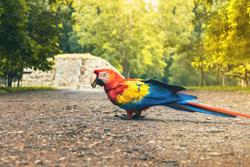 Scarlet Macaw at Mayan Ruins Archaeological site - Copan, Honduras