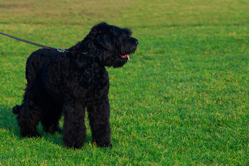 Dog breed Russian Black Terrier
