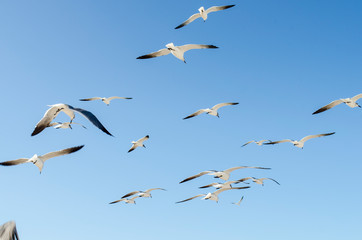 gaviotas