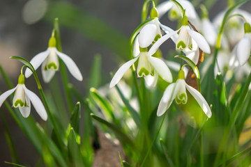 Fototapeta na wymiar Early flowering Snowdrops (Galanthus Amaryllidaceae) in sunlight