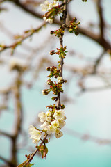 Branches of blossoming apricot macro