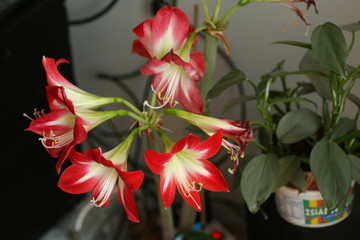 Amaryllis Hippeastrum odmiana Tres Chuc
