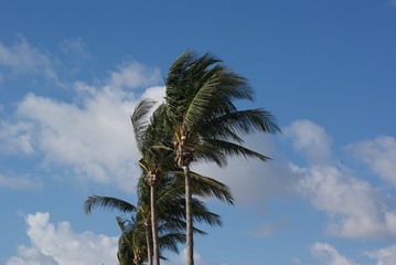 row of palm trees blowing in the wind in front of blue skies and clouds in Miami, Florida 