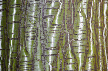 tree bark texture
