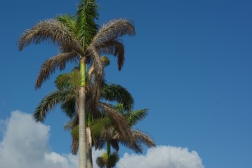 Palm trees and blue skies in Florida