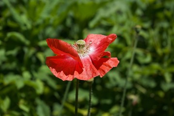 Fototapeta premium Close up of red flower