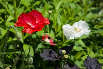 Close up of flowers