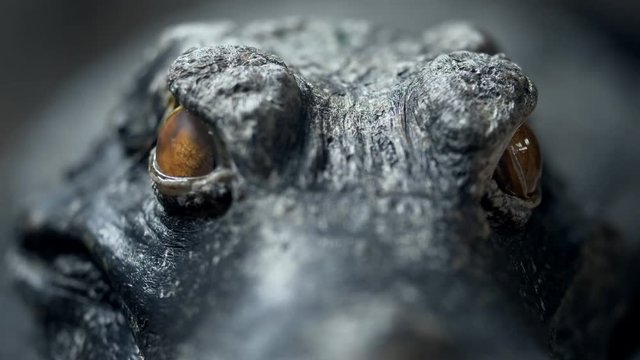 Cuvier's dwarf caiman (Paleosuchus palpebrosus)