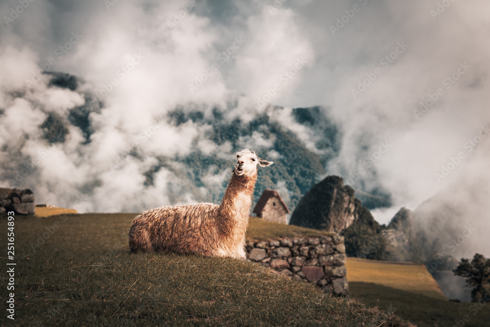 Poster llama at machu picchu inca ruins - sacred valley, peru