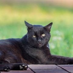 czarny kot wypoczywa w wiejskiej scenerii - obrazy, fototapety, plakaty