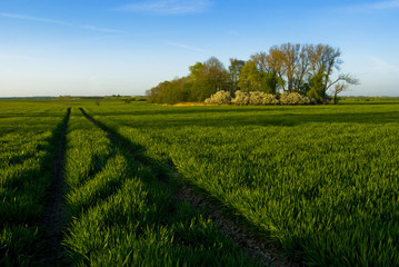 Llandscape with green field and blue sky
