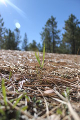 green grass in the forest