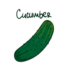 Vector illustration. Green cucumber. Healthy vegetarian food. Ingredient for salad. Decoration for patches, signboards, showcases, menus. Isolated on white background.