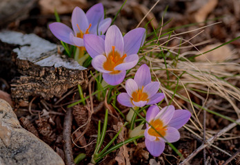 crocus in the nature