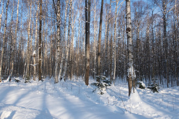 forest in winter