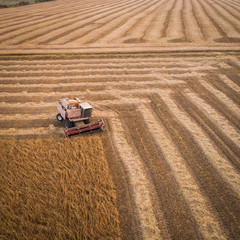 Harvester working in field and mows soybean. Ukraine. Aerial view.