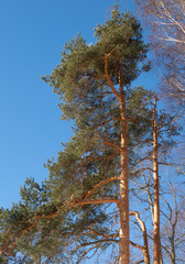 Fototapeta premium pine and blue sky